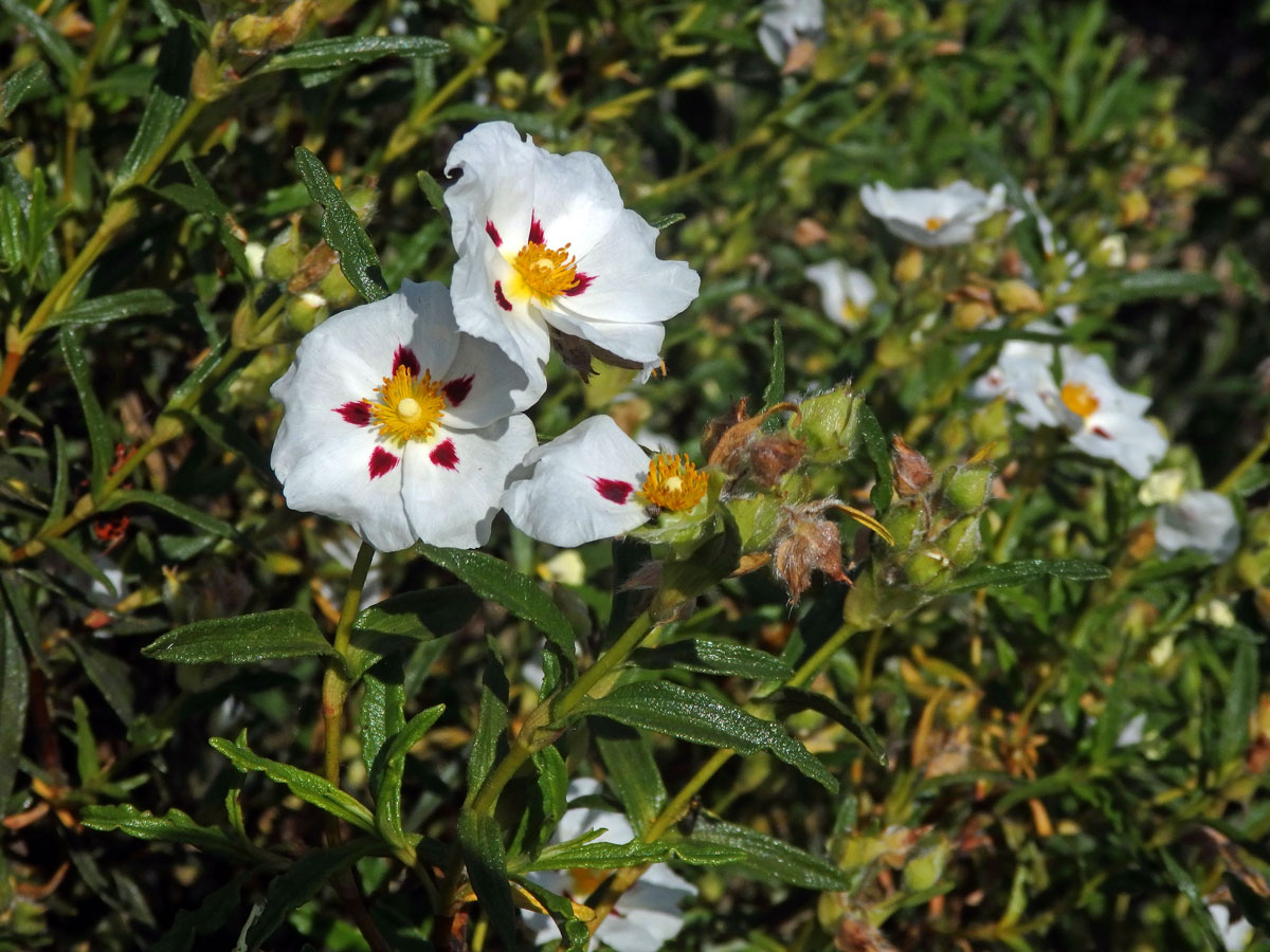 Cist ladanonosný (Cistus ladanifer L.)