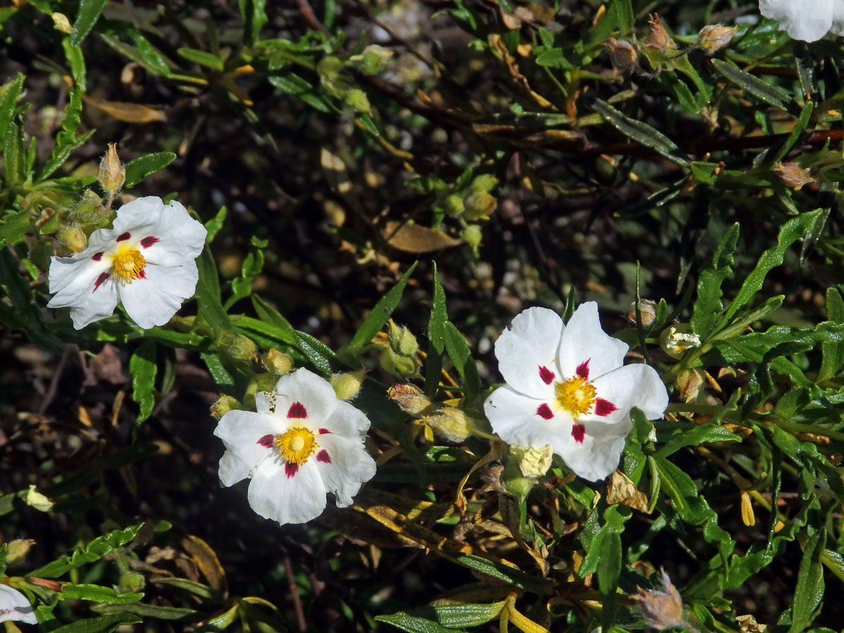 Cist ladanonosný (Cistus ladanifer L.)