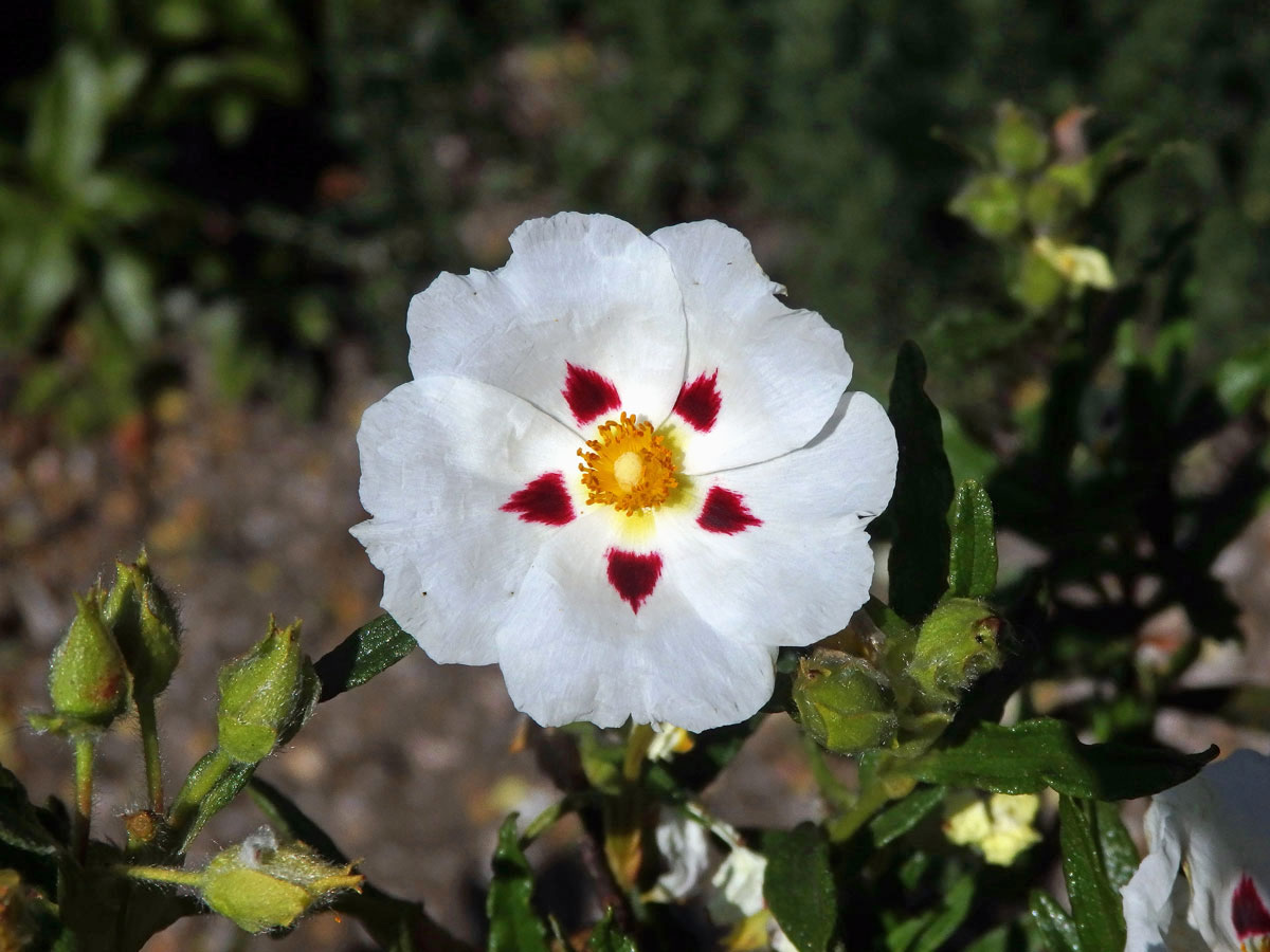 Cist ladanonosný (Cistus ladanifer L.)