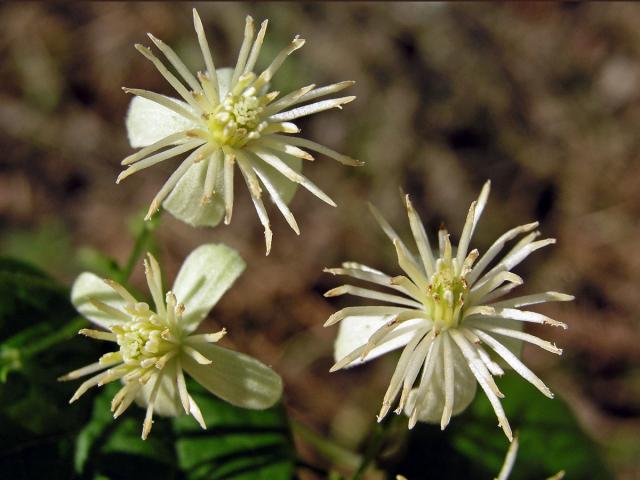 Plamének plotní (Clematis vitalba L.)