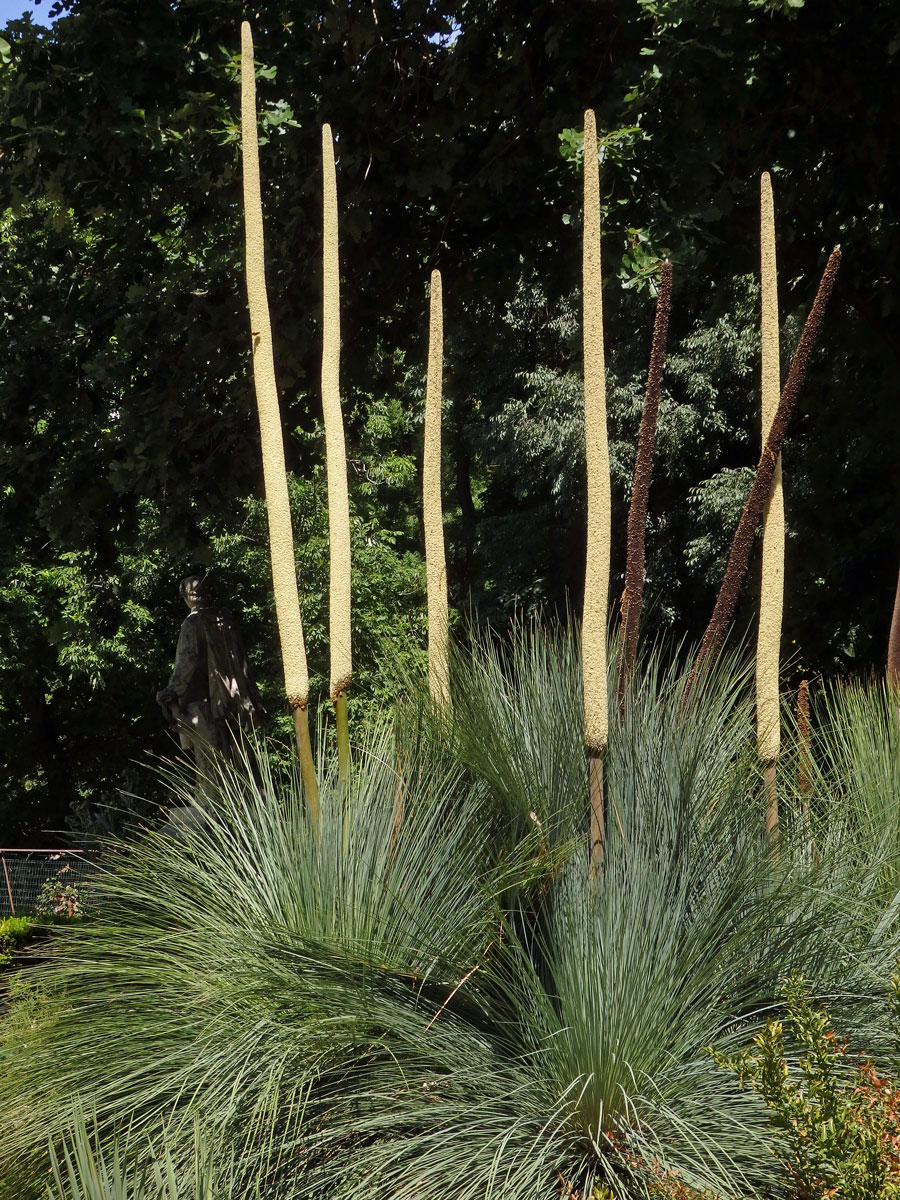 Žlutokap (Xanthorrhoea quadrangulata F. Muell.)