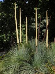 Žlutokap (Xanthorrhoea quadrangulata F. Muell.)