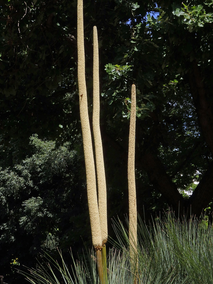 Žlutokap (Xanthorrhoea quadrangulata F. Muell.)