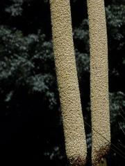 Žlutokap (Xanthorrhoea quadrangulata F. Muell.)