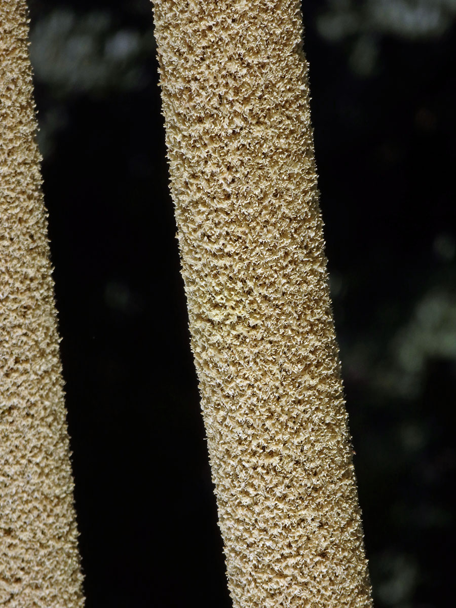 Žlutokap (Xanthorrhoea quadrangulata F. Muell.)