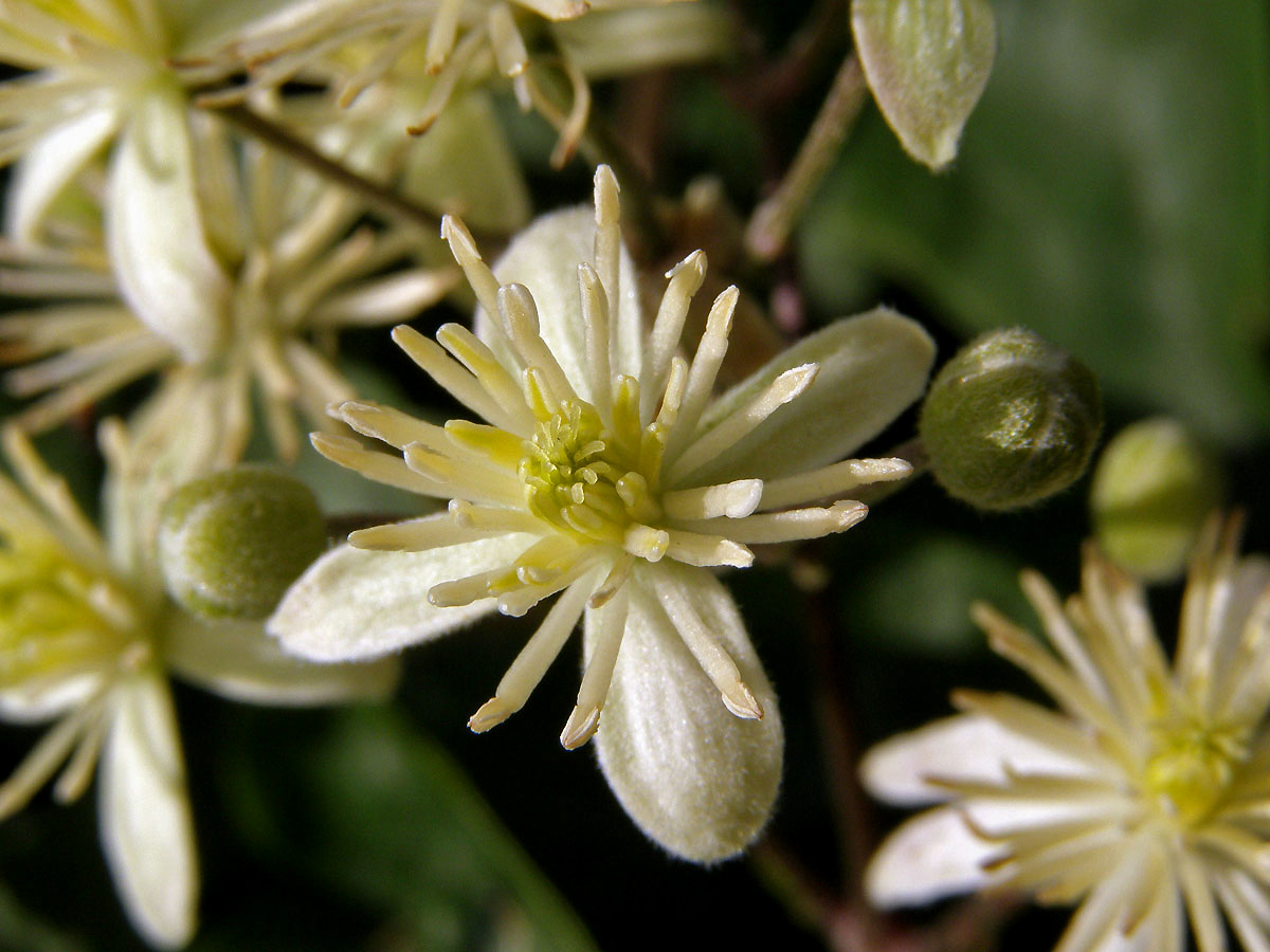 Plamének plotní (Clematis vitalba L.)