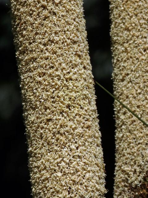 Žlutokap (Xanthorrhoea quadrangulata F. Muell.)