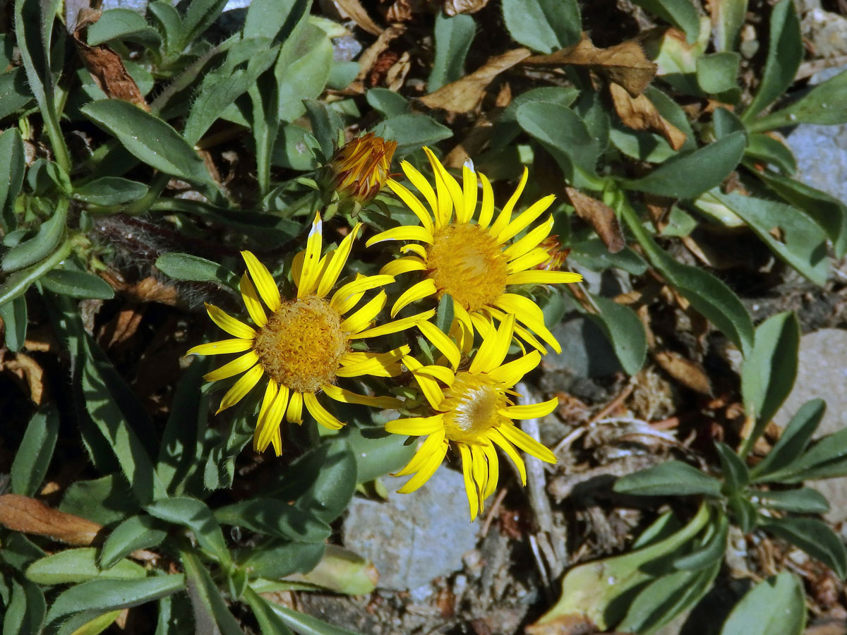 Oman bezlodyžný (Inula acaulis Boiss.)