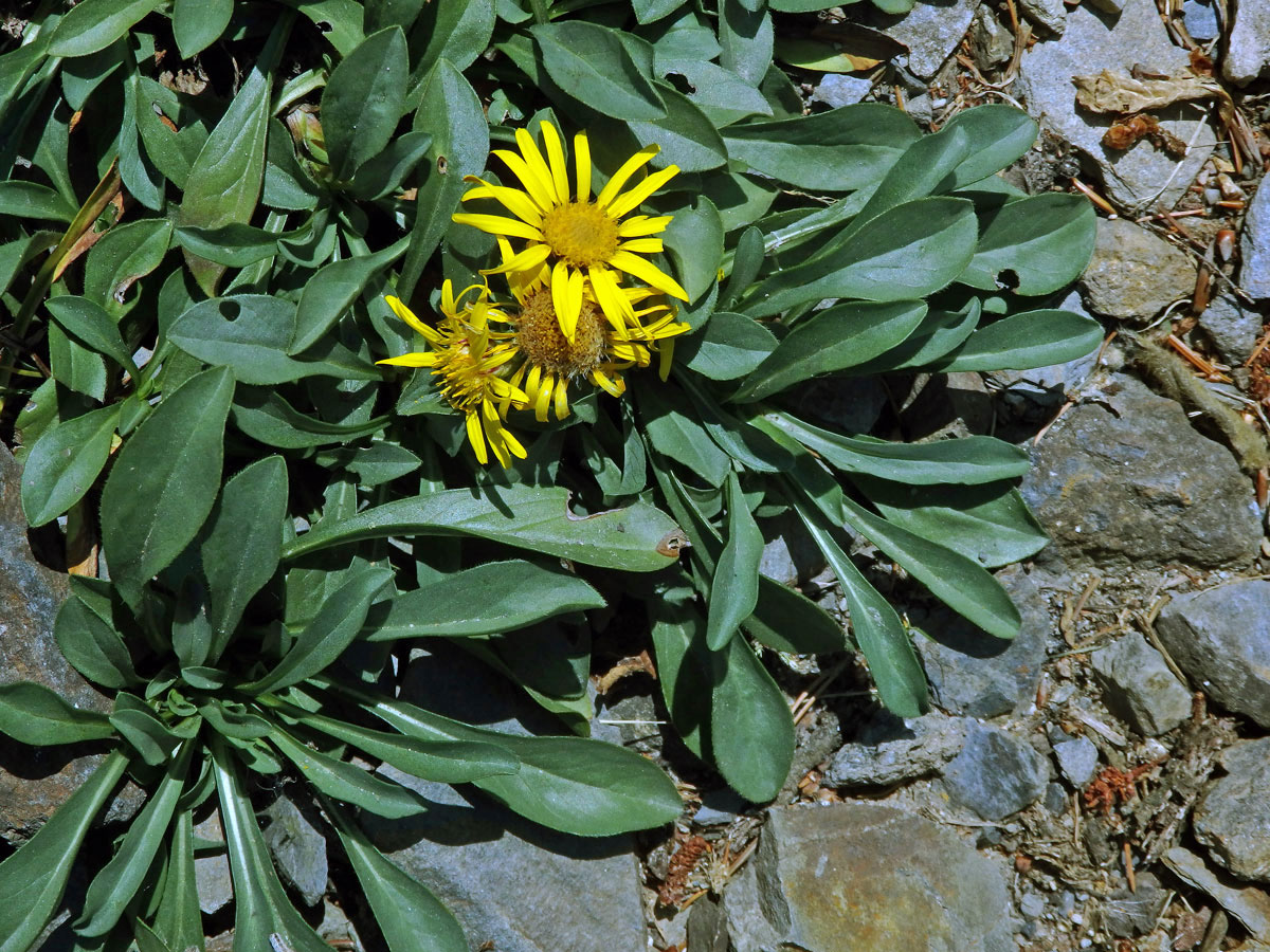 Oman bezlodyžný (Inula acaulis Boiss.)