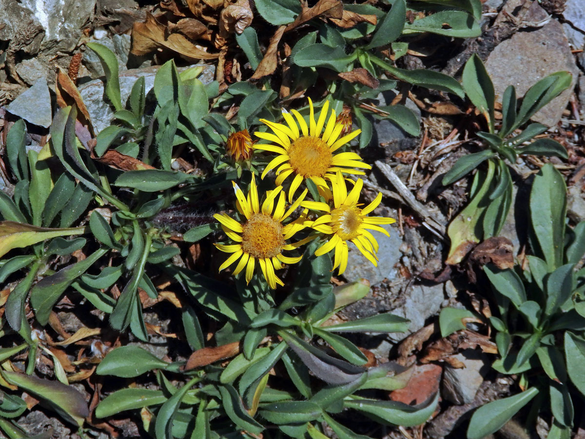 Oman bezlodyžný (Inula acaulis Boiss.)