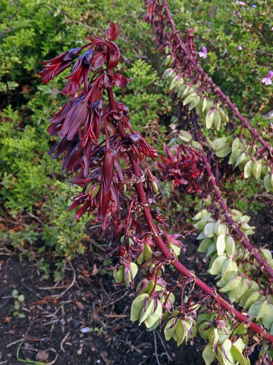 Medokvět širolistý (Melianthus major L.)