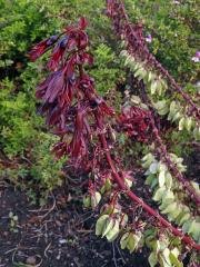 Medokvět (Melianthus L.)