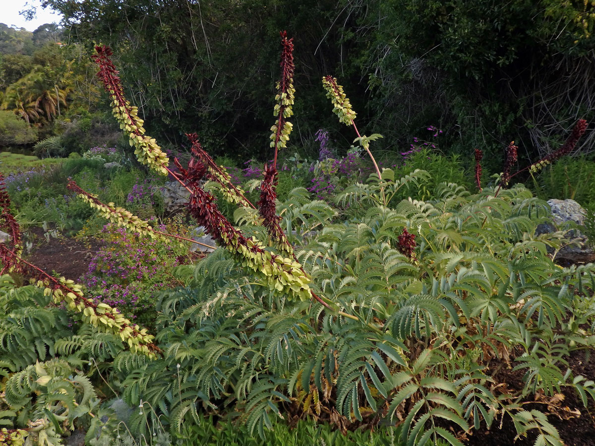 Medokvět širolistý (Melianthus major L.)