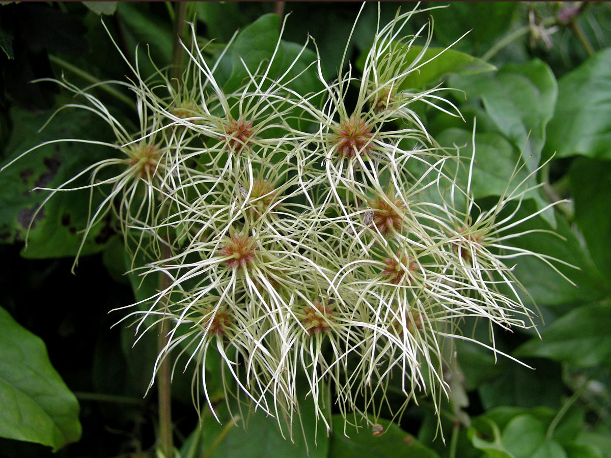 Plamének plotní (Clematis vitalba L.)