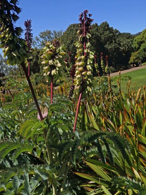 Medokvět širolistý (Melianthus major L.)