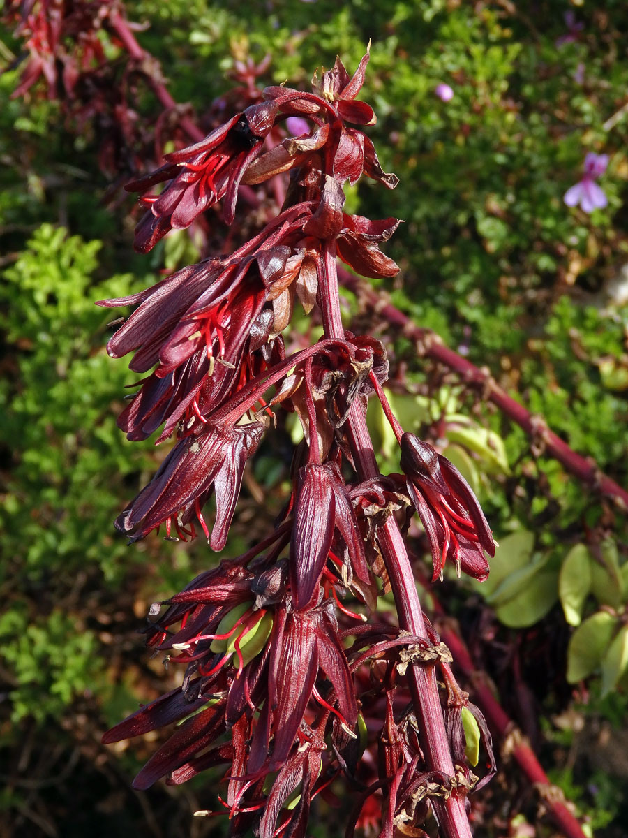 Medokvět širolistý (Melianthus major L.)