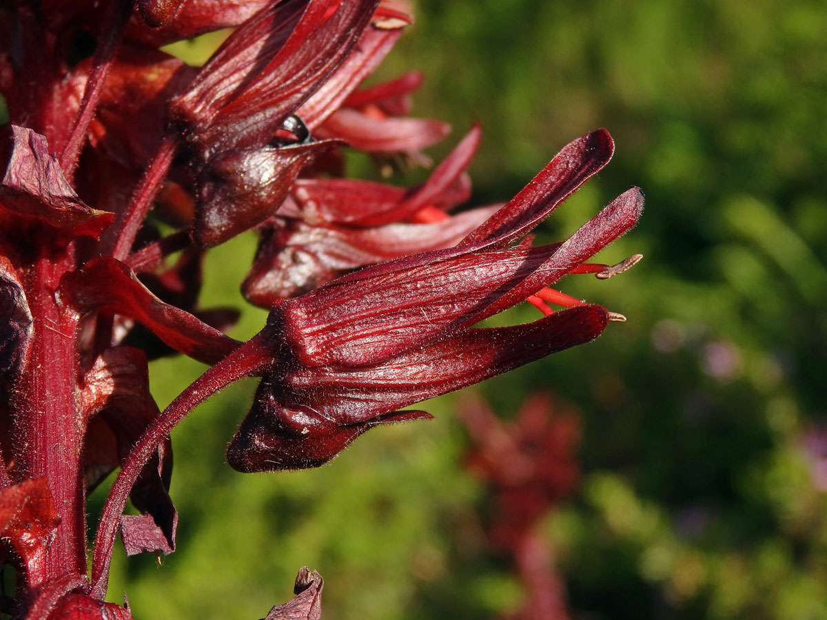 Medokvět širolistý (Melianthus major L.)