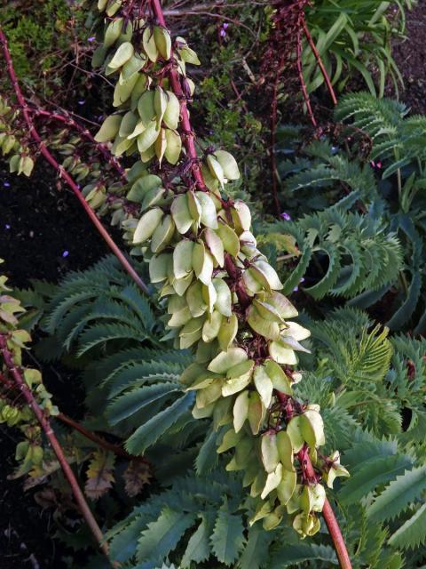 Medokvět širolistý (Melianthus major L.)