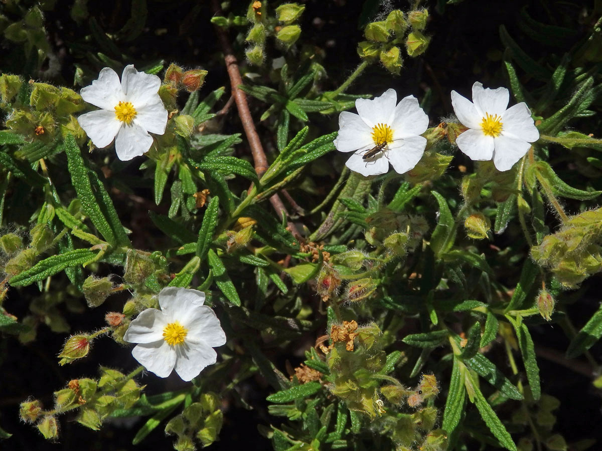 Cist montpellierský (Cistus monspeliensis L.)