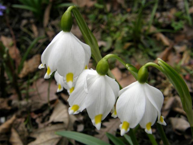 Bledule jarní (Leucojum vernum L.)