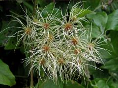 Plamének plotní (Clematis vitalba L.)