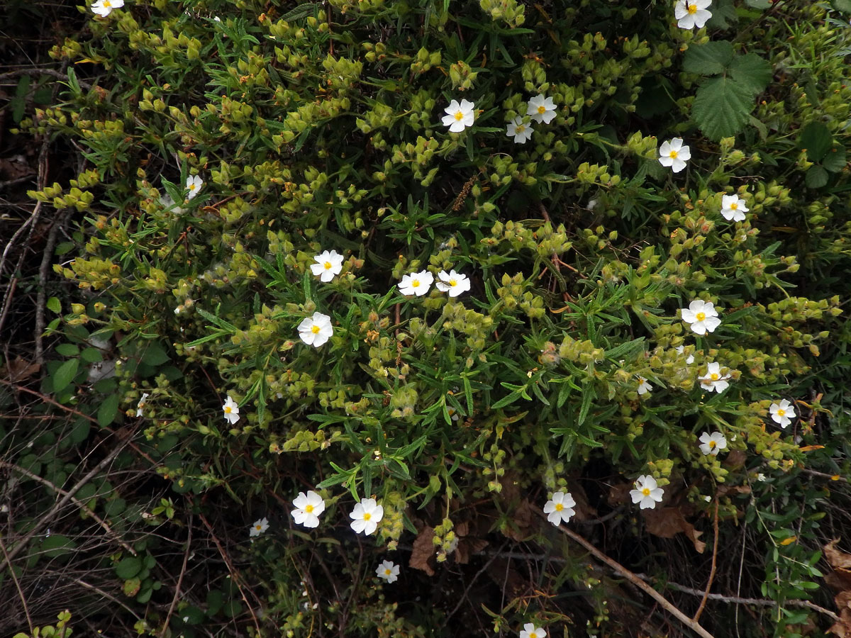 Cist montpellierský (Cistus monspeliensis L.)