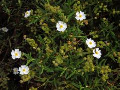 Cist montpellierský (Cistus monspeliensis L.)