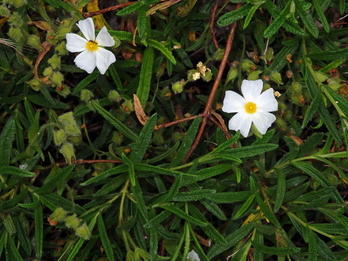 Cist montpellierský (Cistus monspeliensis L.)