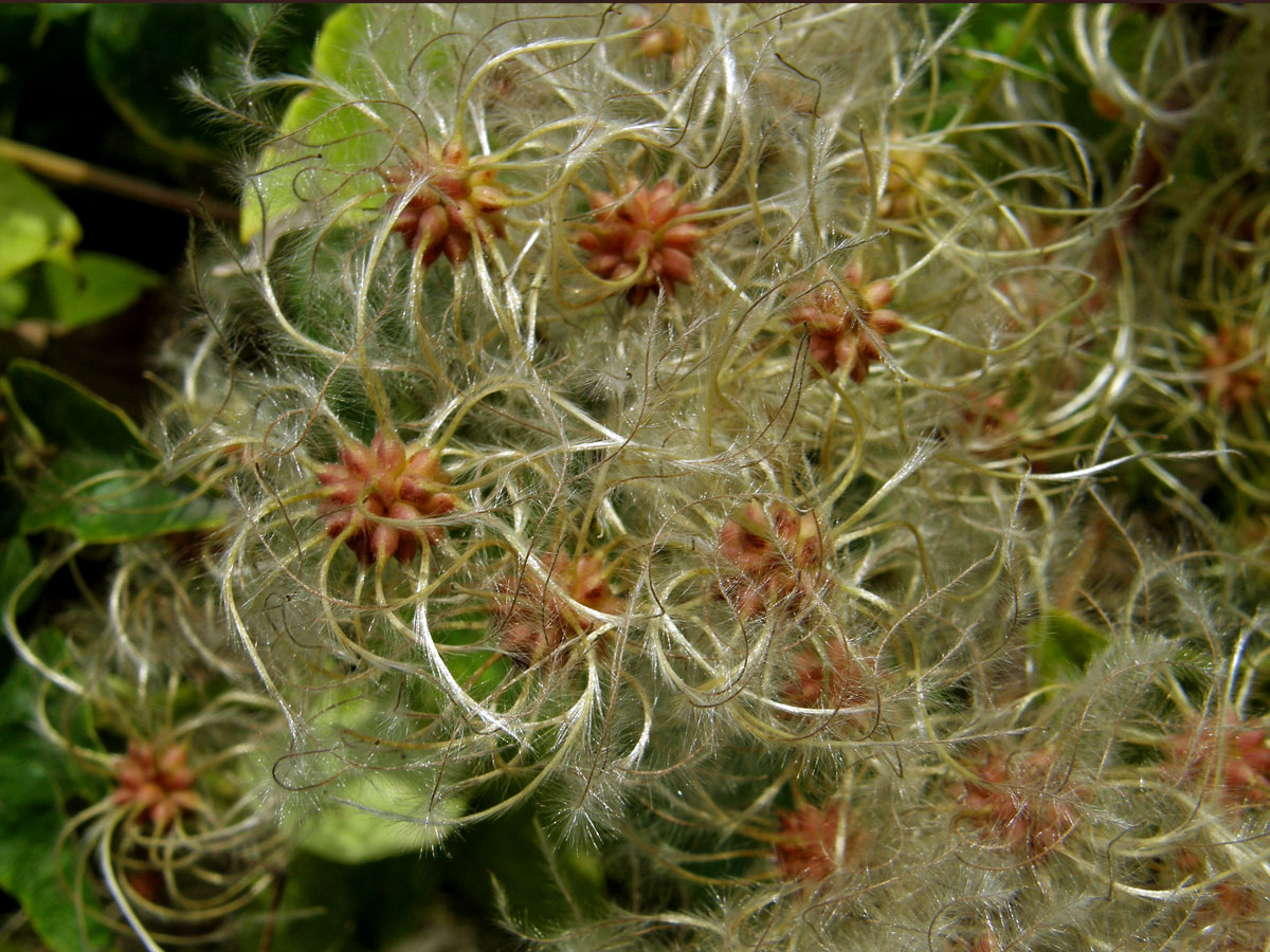 Plamének plotní (Clematis vitalba L.)