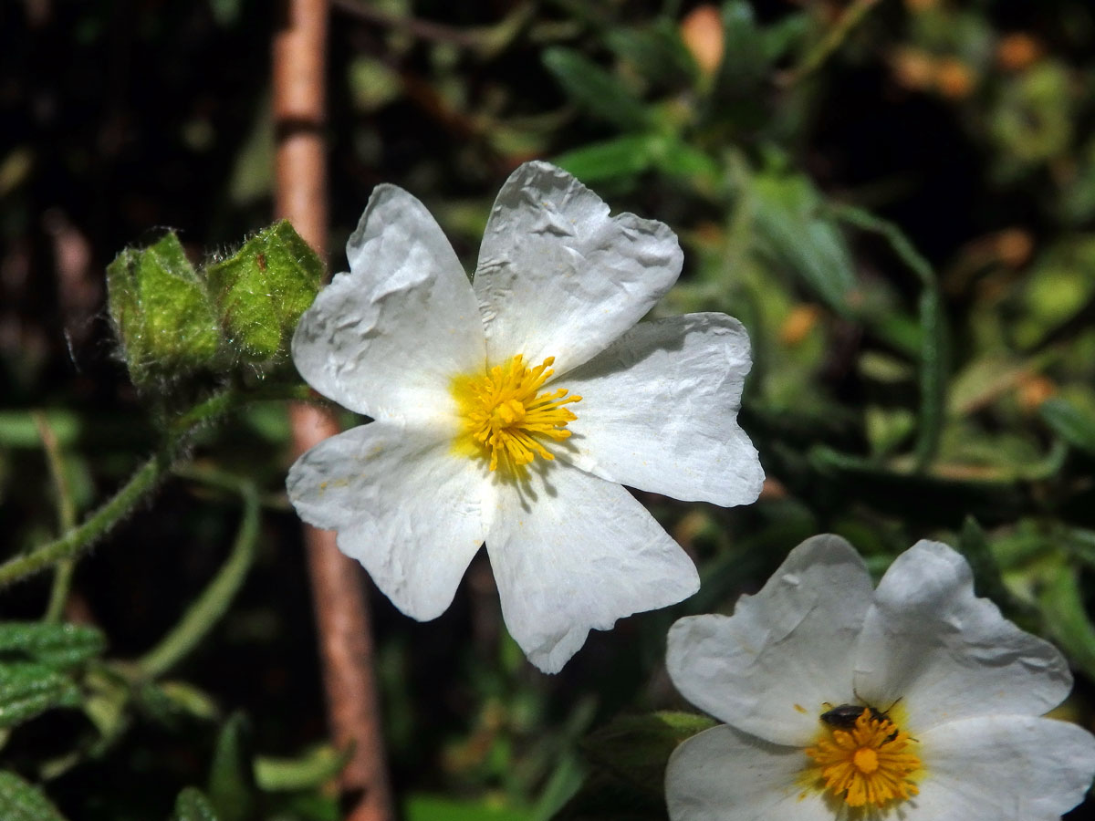 Cist montpellierský (Cistus monspeliensis L.)