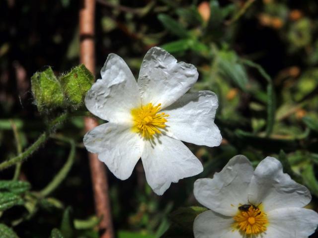 Cist montpellierský (Cistus monspeliensis L.)