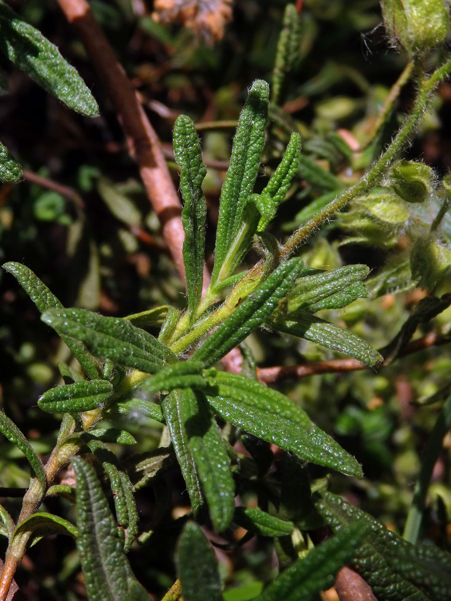 Cist montpellierský (Cistus monspeliensis L.)