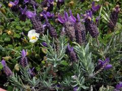 Levandule hlávkovitá (Lavandula stoechas L.)