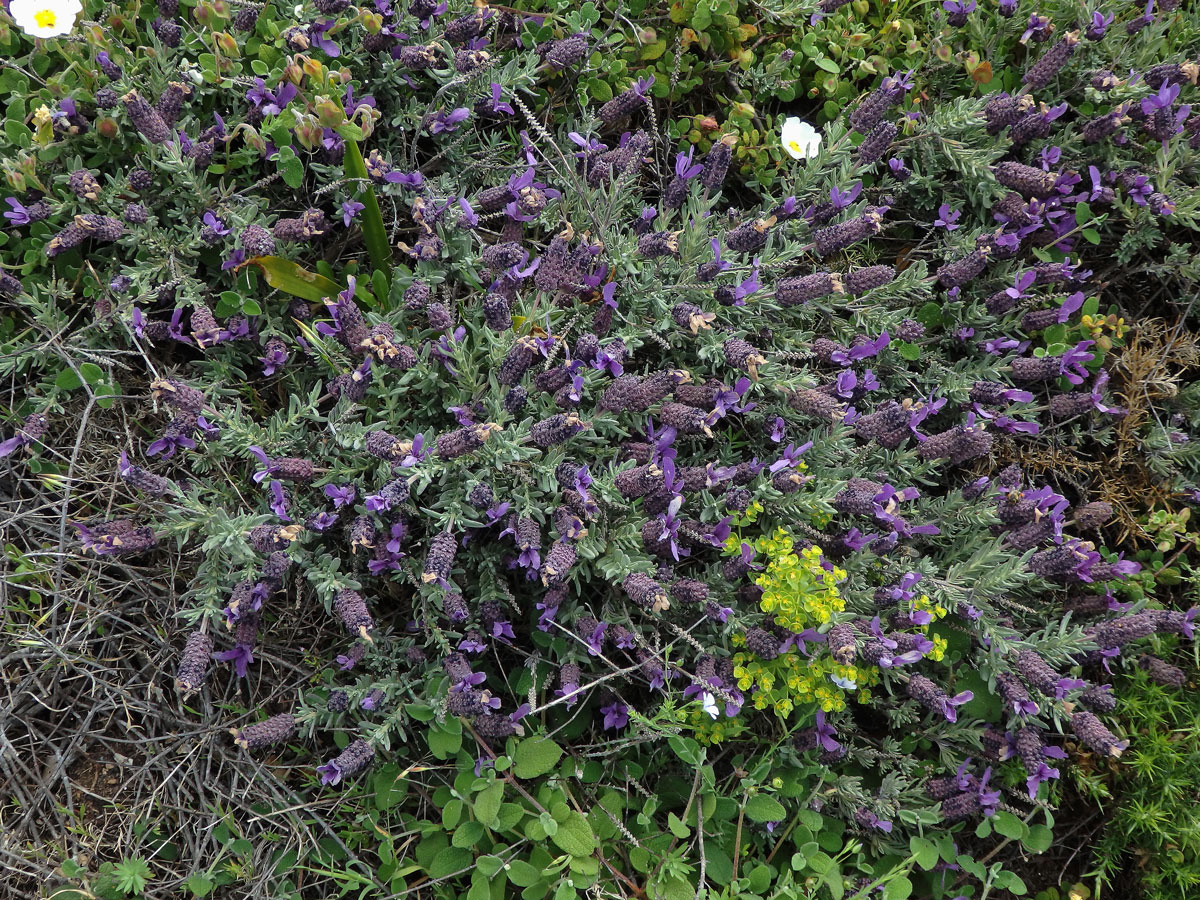 Levandule hlávkovitá (Lavandula stoechas L.)