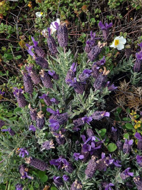 Levandule hlávkovitá (Lavandula stoechas L.)