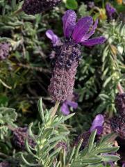 Levandule hlávkovitá (Lavandula stoechas L.)