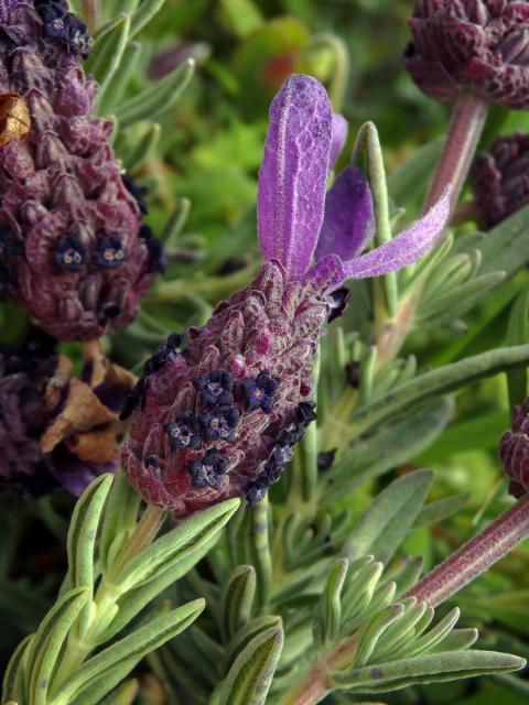 Levandule hlávkovitá (Lavandula stoechas L.)