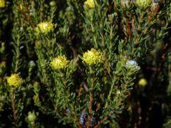 Leucadendron levisanus (L.) P. J. Bergius