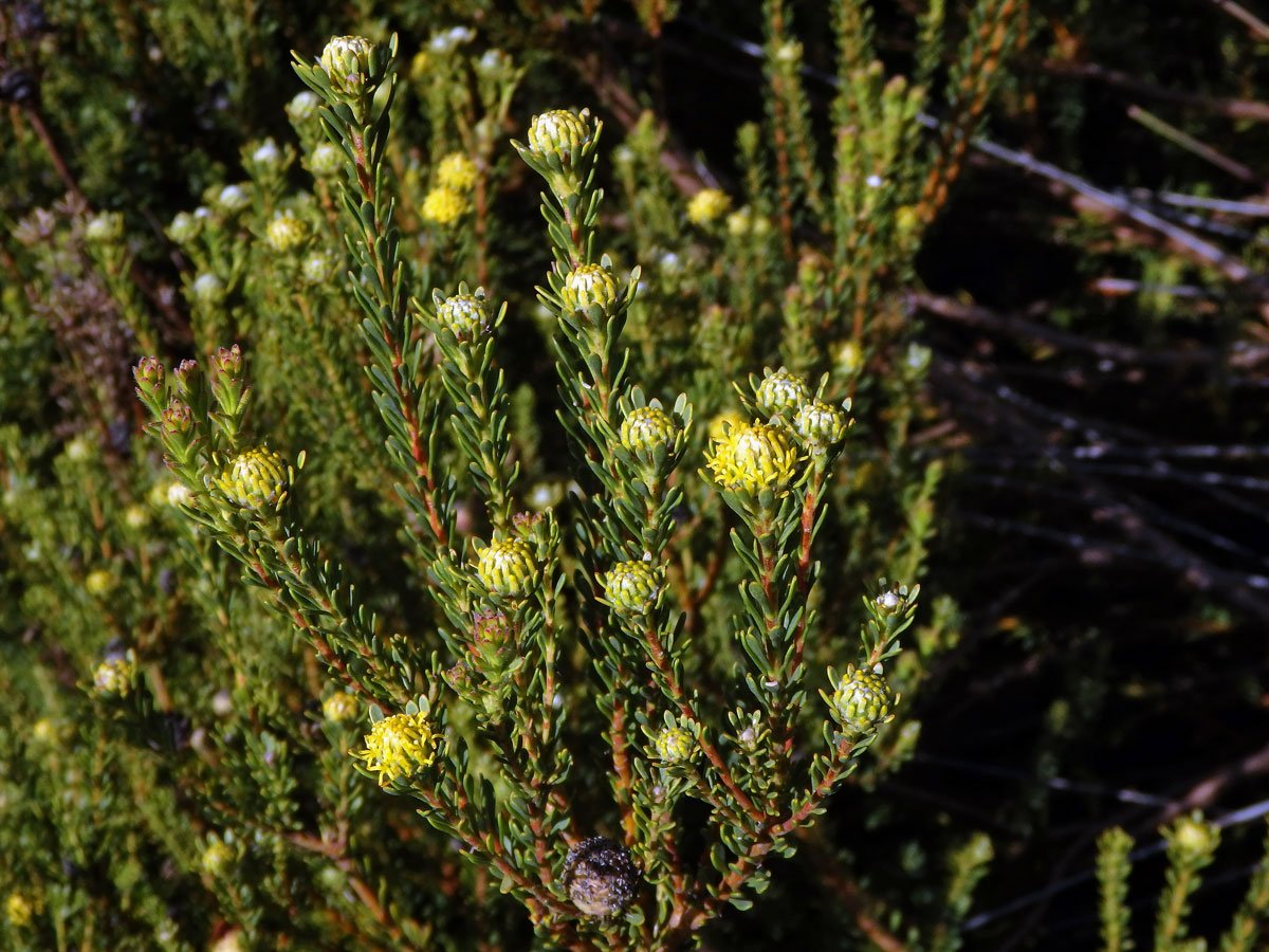 Leucadendron levisanus (L.) P. J. Bergius