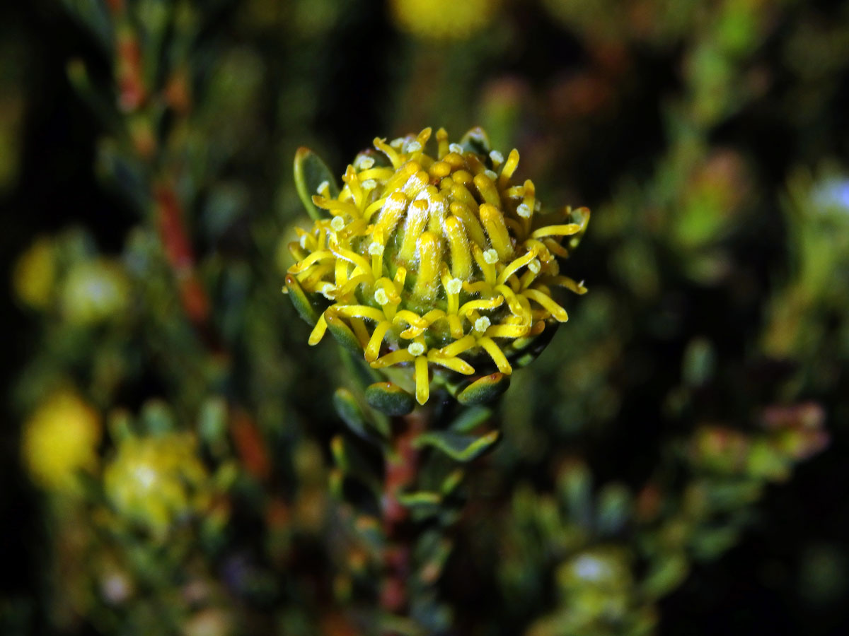 Leucadendron levisanus (L.) P. J. Bergius