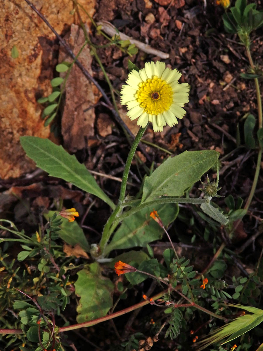 Hispidella hispanica Lam.