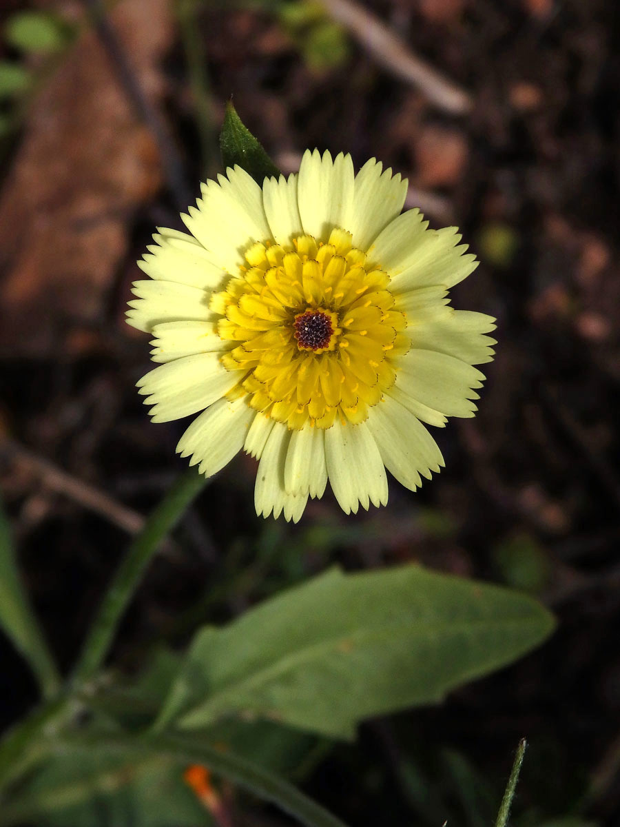 Hispidella hispanica Lam.