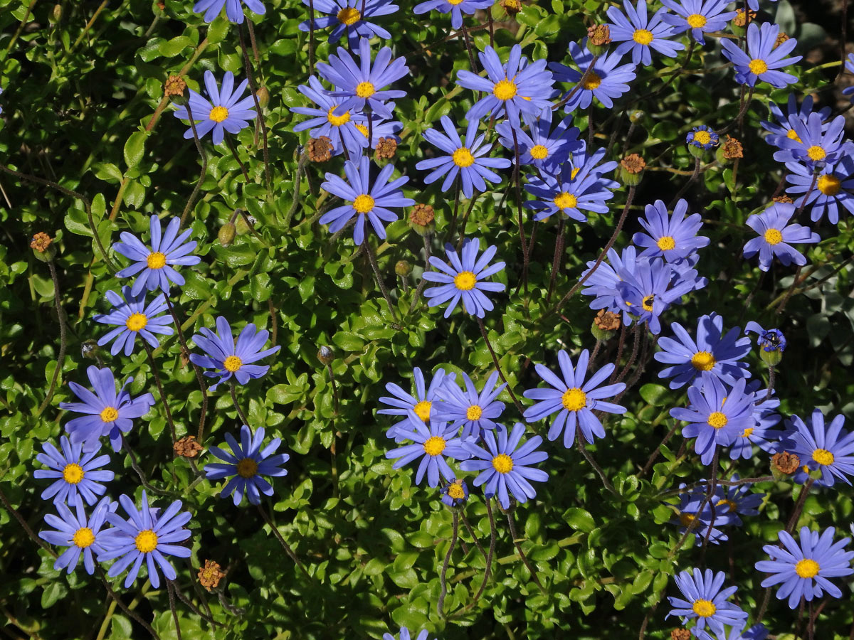 Felicia aethiopica (Burm. f.) Grau