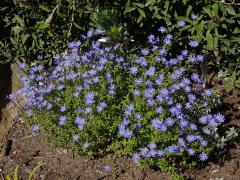 Felicia aethiopica (Burm. f.) Grau