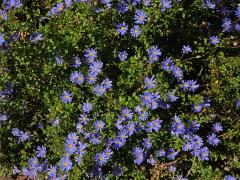 Felicia aethiopica (Burm. f.) Grau