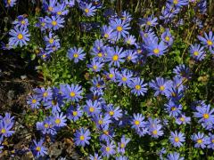 Felicia aethiopica (Burm. f.) Grau