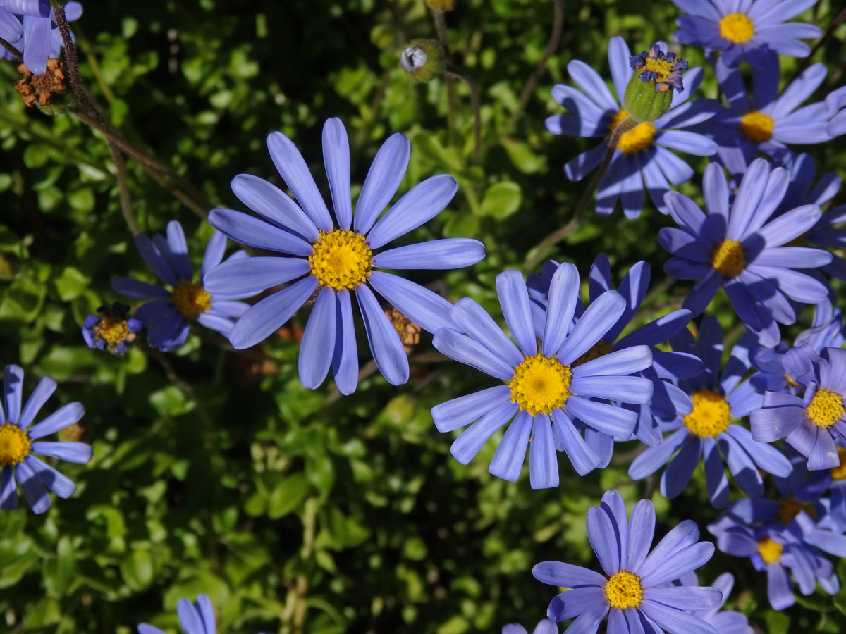 Felicia aethiopica (Burm. f.) Grau