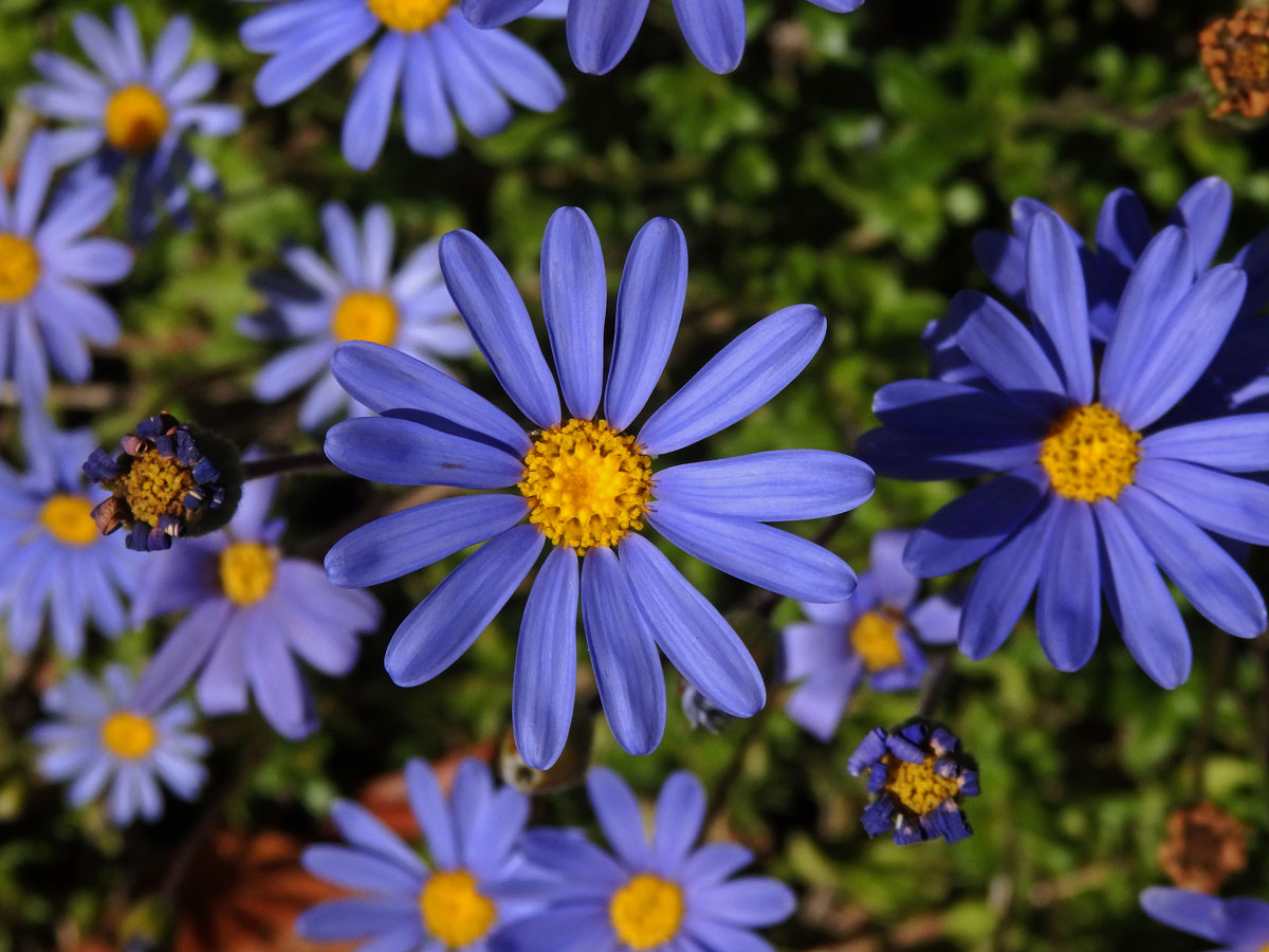 Felicia aethiopica (Burm. f.) Grau