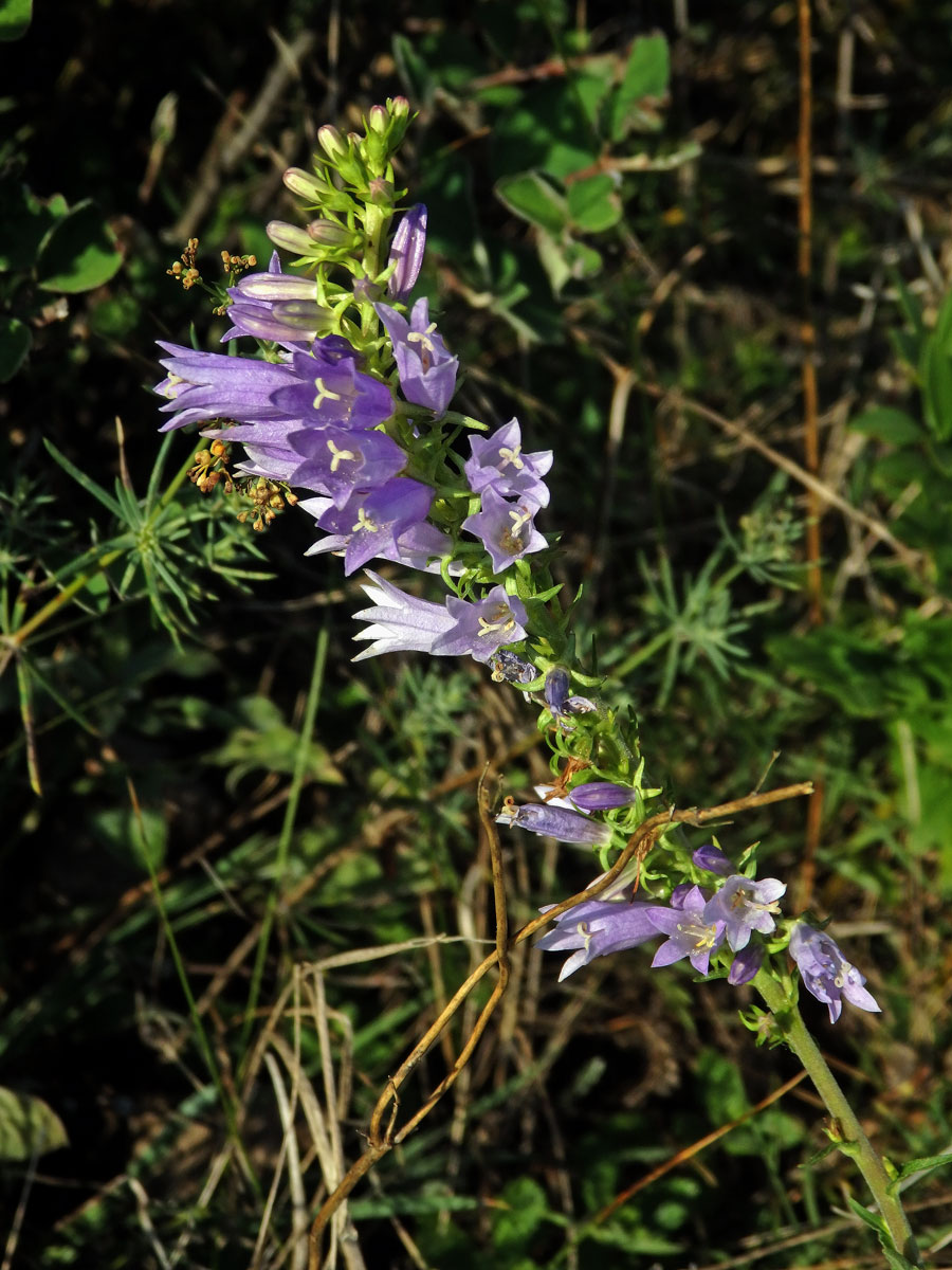 Zvonek boloňský (Campanula bononiensis L.)