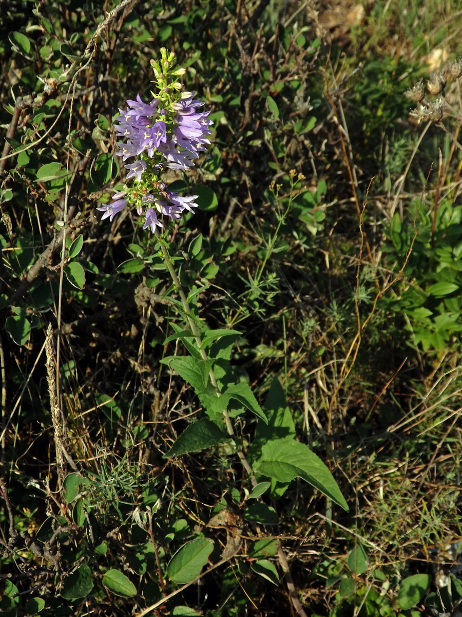 Zvonek boloňský (Campanula bononiensis L.)